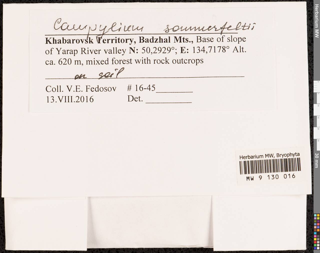 Campylophyllopsis sommerfeltii (Myrin) Ochyra, Гербарий мохообразных, Мхи - Дальний Восток (без Чукотки и Камчатки) (B20) (Россия)