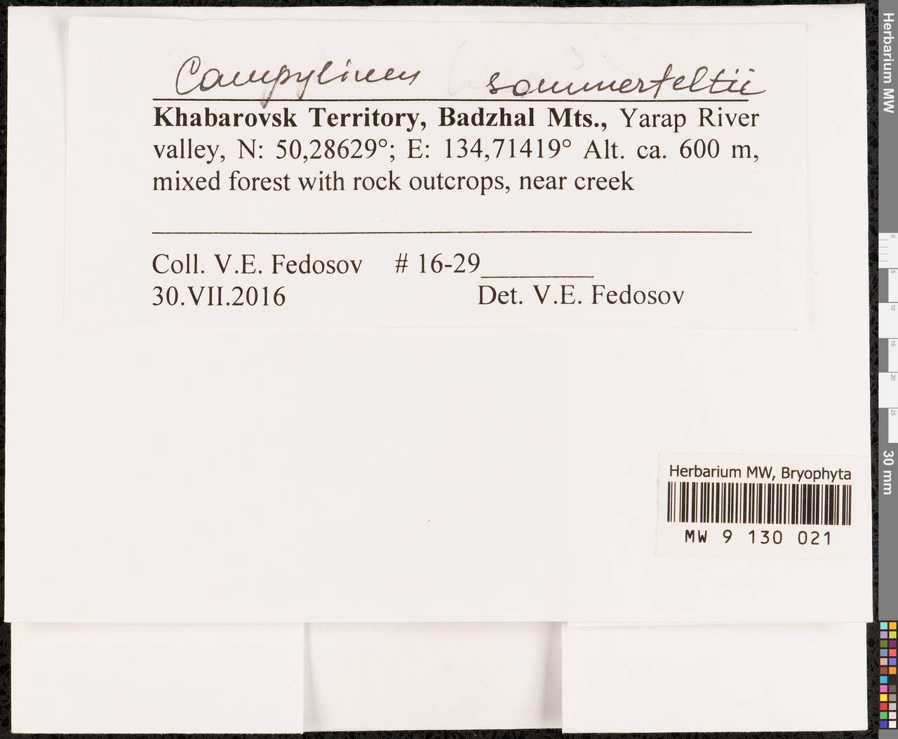 Campylophyllopsis sommerfeltii (Myrin) Ochyra, Гербарий мохообразных, Мхи - Дальний Восток (без Чукотки и Камчатки) (B20) (Россия)