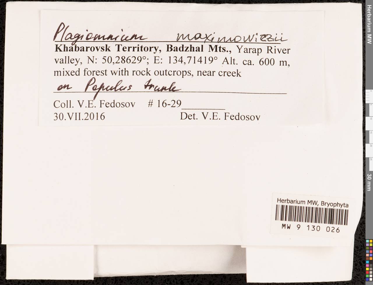 Plagiomnium maximoviczii (Lindb.) T.J. Kop., Гербарий мохообразных, Мхи - Дальний Восток (без Чукотки и Камчатки) (B20) (Россия)
