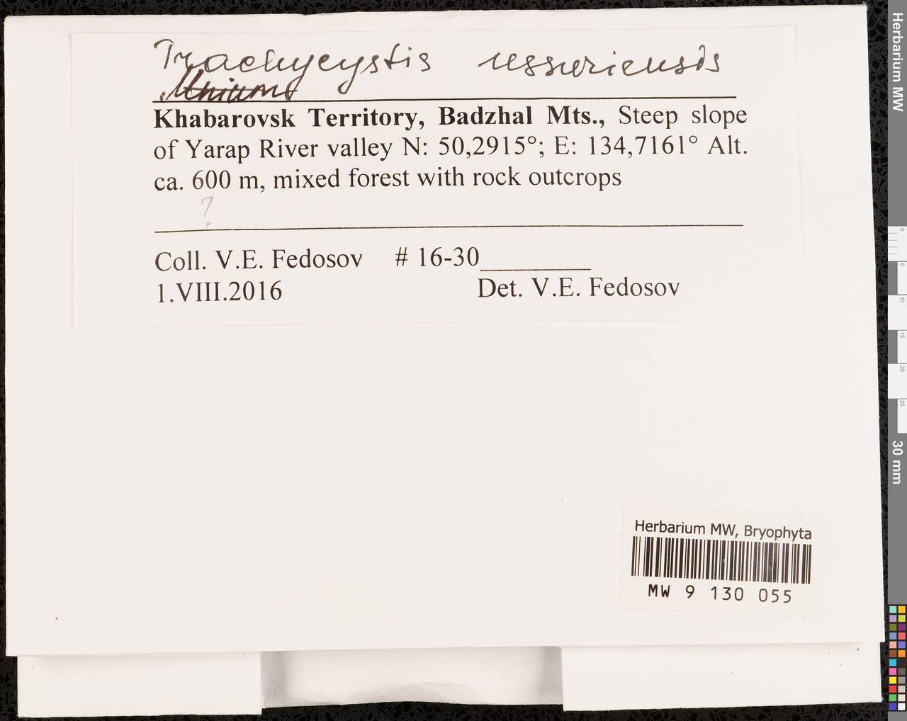 Trachycystis ussuriensis (Regel & Maack) T.J. Kop., Гербарий мохообразных, Мхи - Дальний Восток (без Чукотки и Камчатки) (B20) (Россия)