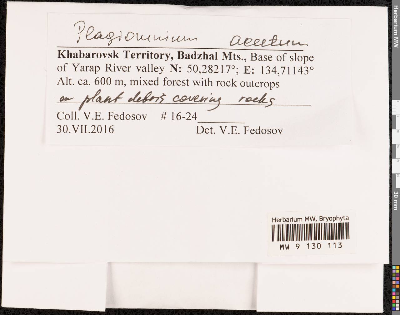 Plagiomnium acutum (Lindb.) T.J. Kop., Гербарий мохообразных, Мхи - Дальний Восток (без Чукотки и Камчатки) (B20) (Россия)