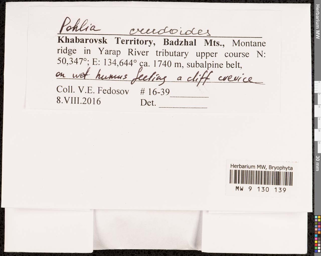 Pohlia crudoides (Sull. & Lesq.) Broth., Гербарий мохообразных, Мхи - Дальний Восток (без Чукотки и Камчатки) (B20) (Россия)