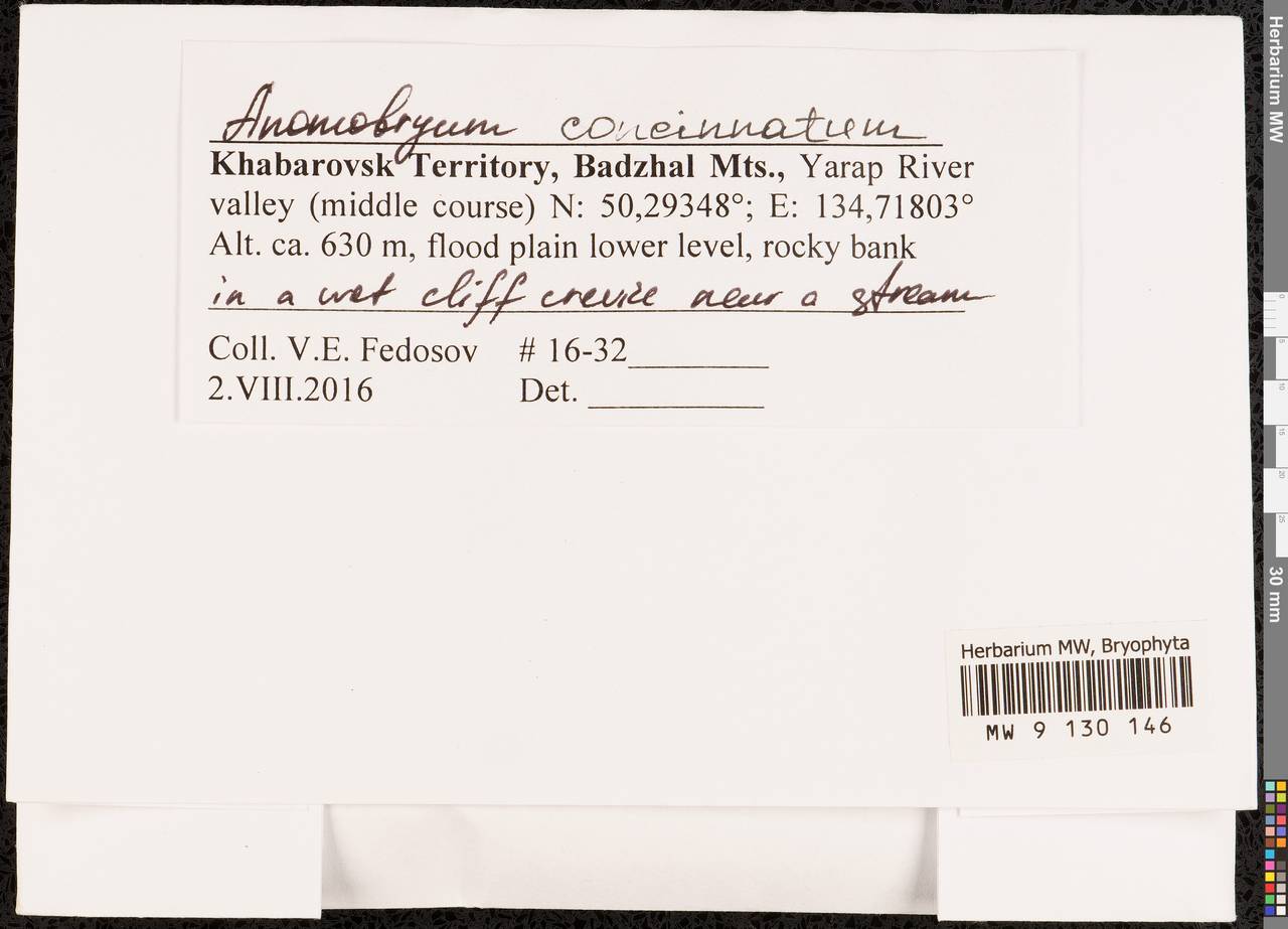 Anomobryum concinnatum (Spruce) A. Jaeger, Гербарий мохообразных, Мхи - Дальний Восток (без Чукотки и Камчатки) (B20) (Россия)