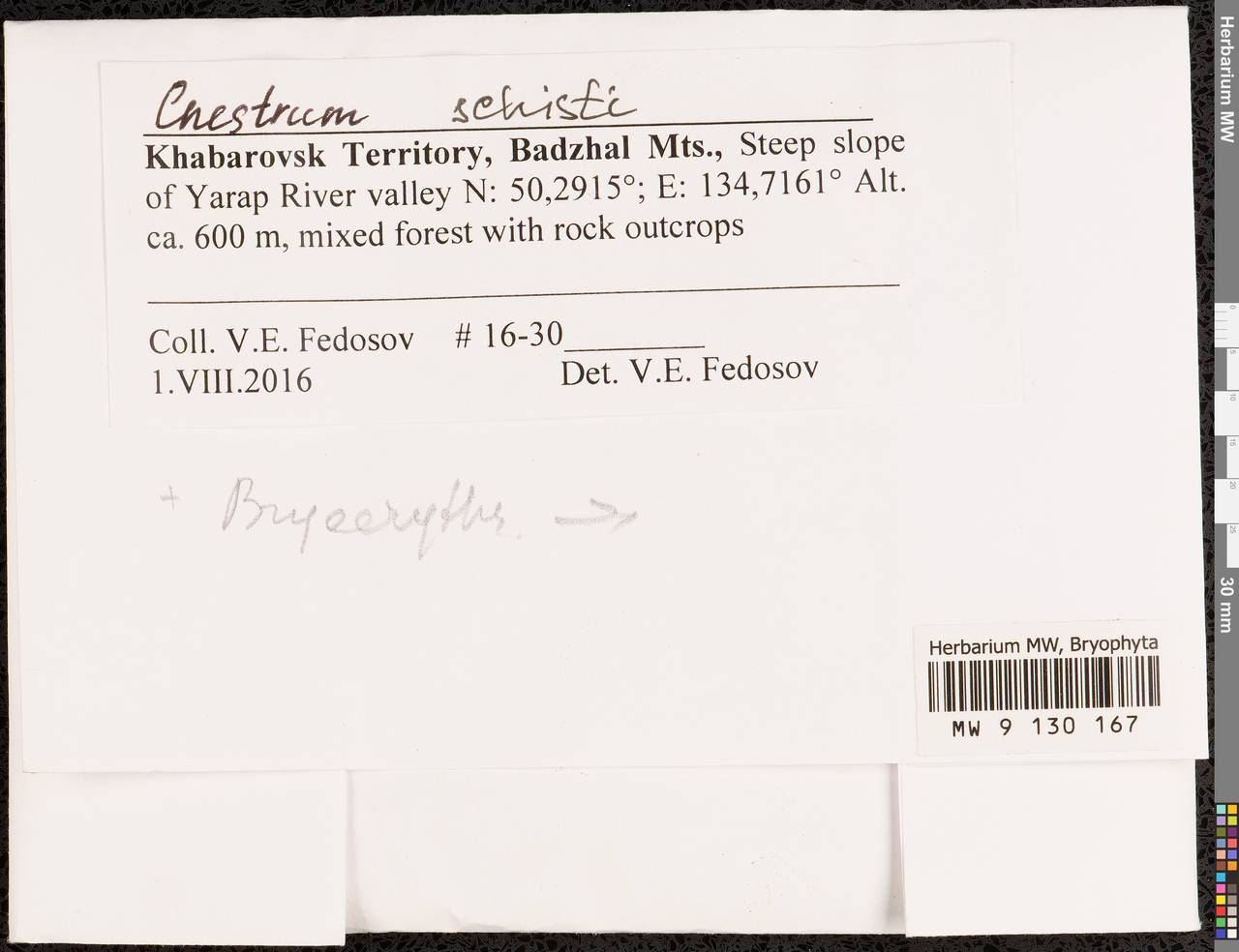 Cnestrum schisti (F. Weber & D. Mohr) I. Hagen, Гербарий мохообразных, Мхи - Дальний Восток (без Чукотки и Камчатки) (B20) (Россия)