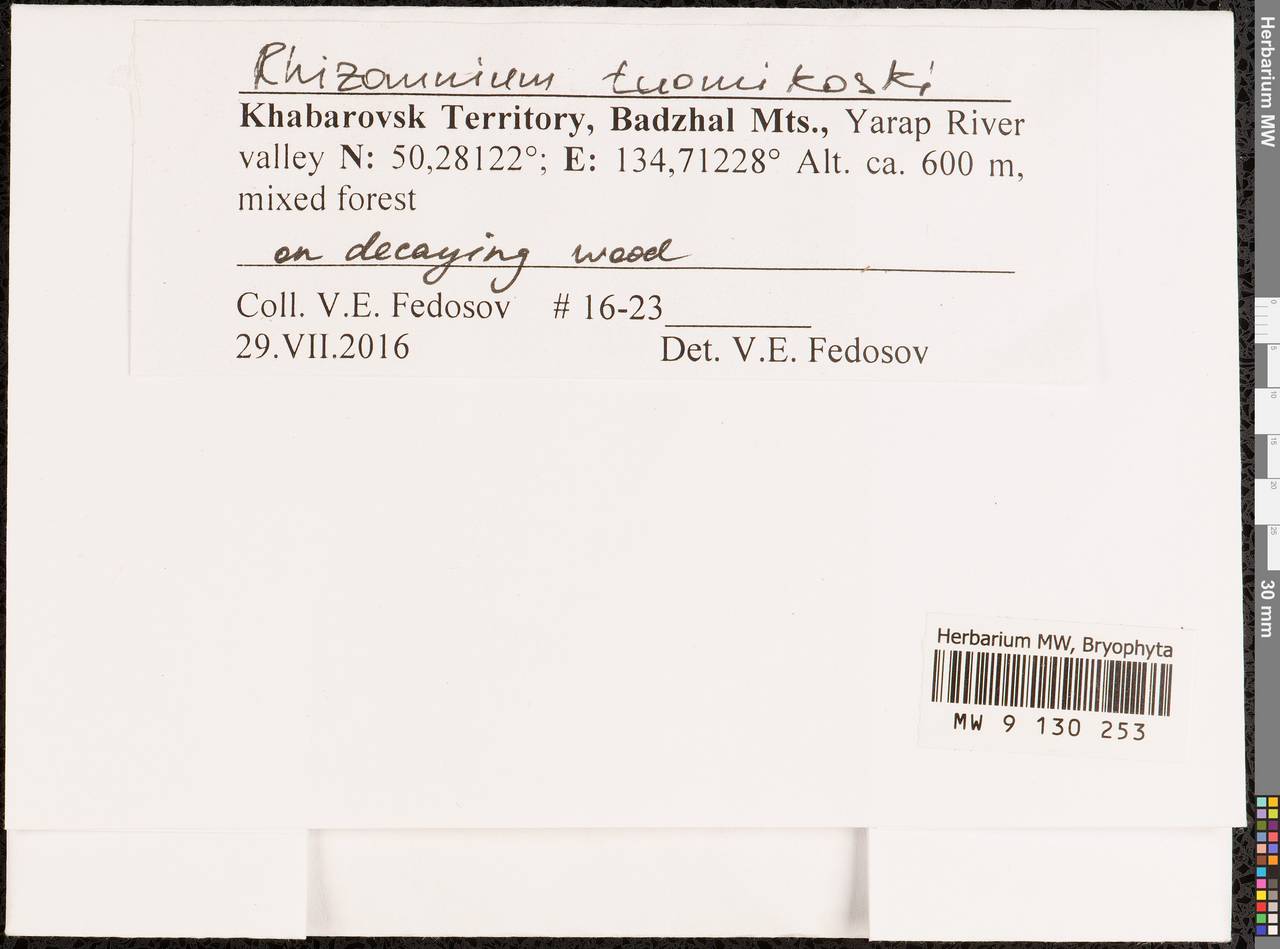 Rhizomnium tuomikoskii T.J. Kop., Гербарий мохообразных, Мхи - Дальний Восток (без Чукотки и Камчатки) (B20) (Россия)