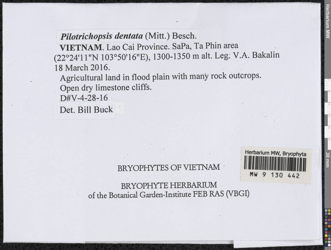 Pilotrichopsis dentata (Mitt.) Besch., Гербарий мохообразных, Мхи - Азия (вне границ бывшего СССР) (BAs) (Вьетнам)