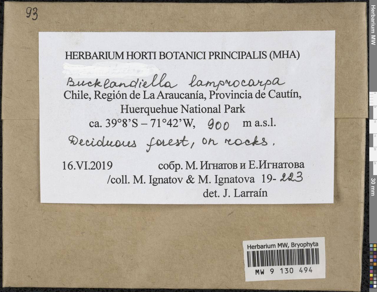 Bucklandiella lamprocarpa (Müll. Hal.) Bedn.-Ochyra & Ochyra, Гербарий мохообразных, Мхи - Америка (BAm) (Чили)