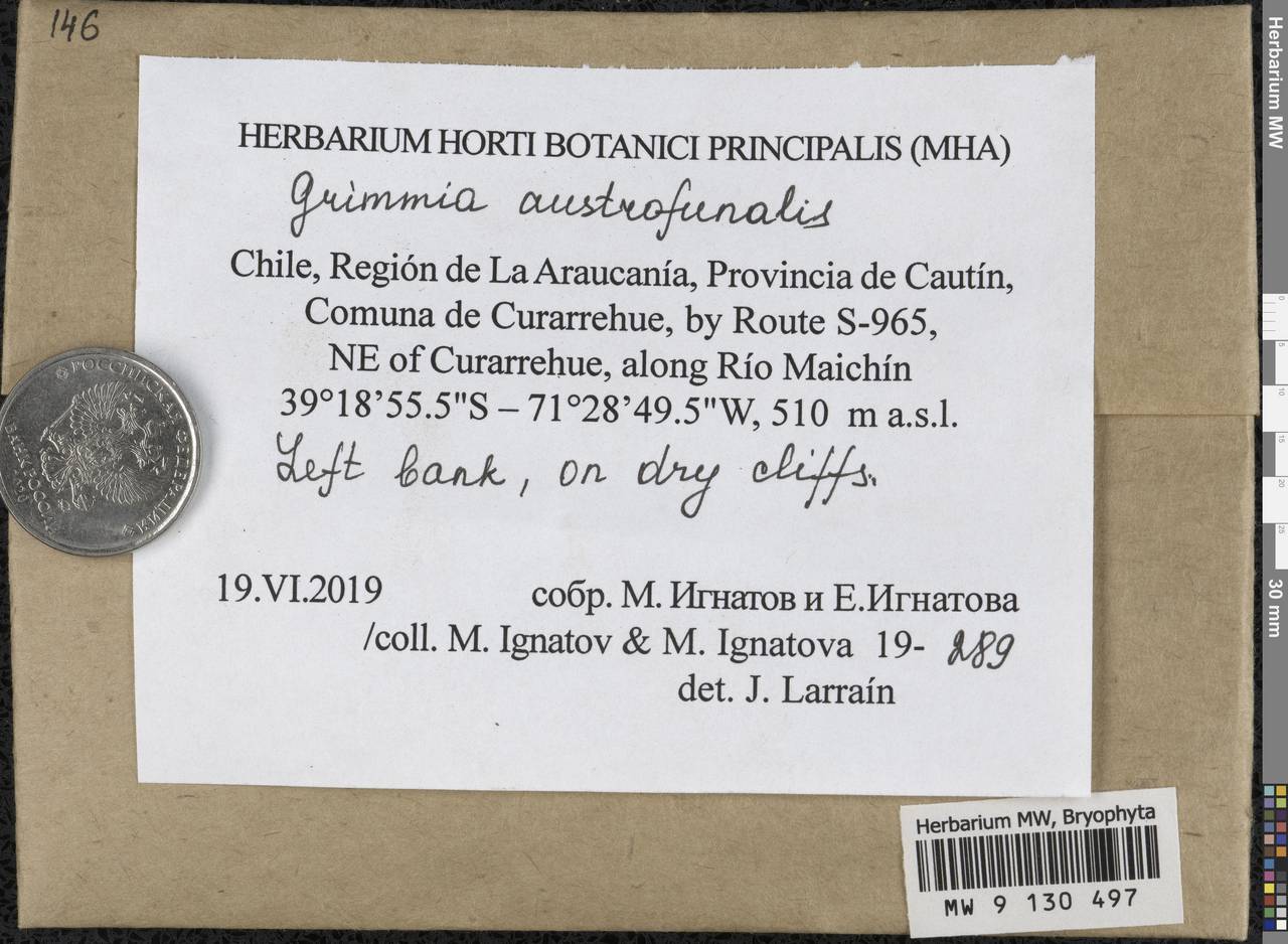Grimmia austrofunalis Müll. Hal., Гербарий мохообразных, Мхи - Америка (BAm) (Чили)