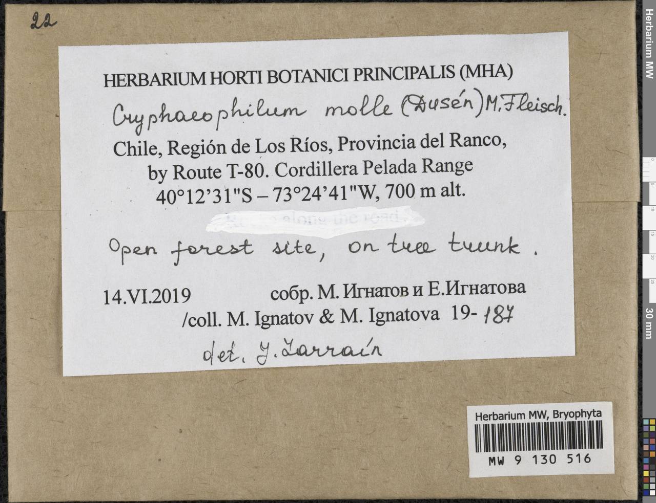 Cryphaeophilum molle (Dusén) M. Fleisch., Гербарий мохообразных, Мхи - Америка (BAm) (Чили)