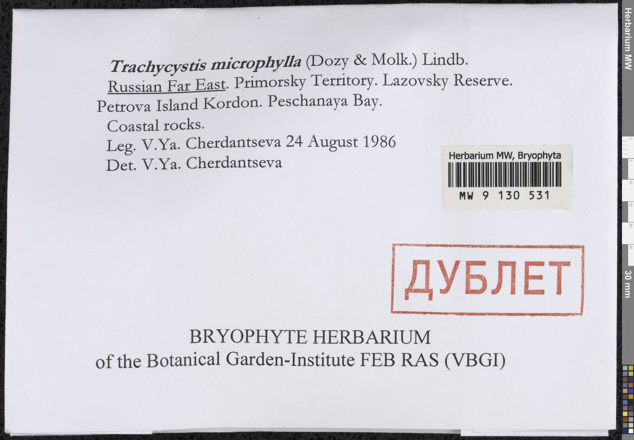 Trachycystis microphylla (Dozy & Molk.) Lindb., Гербарий мохообразных, Мхи - Дальний Восток (без Чукотки и Камчатки) (B20) (Россия)