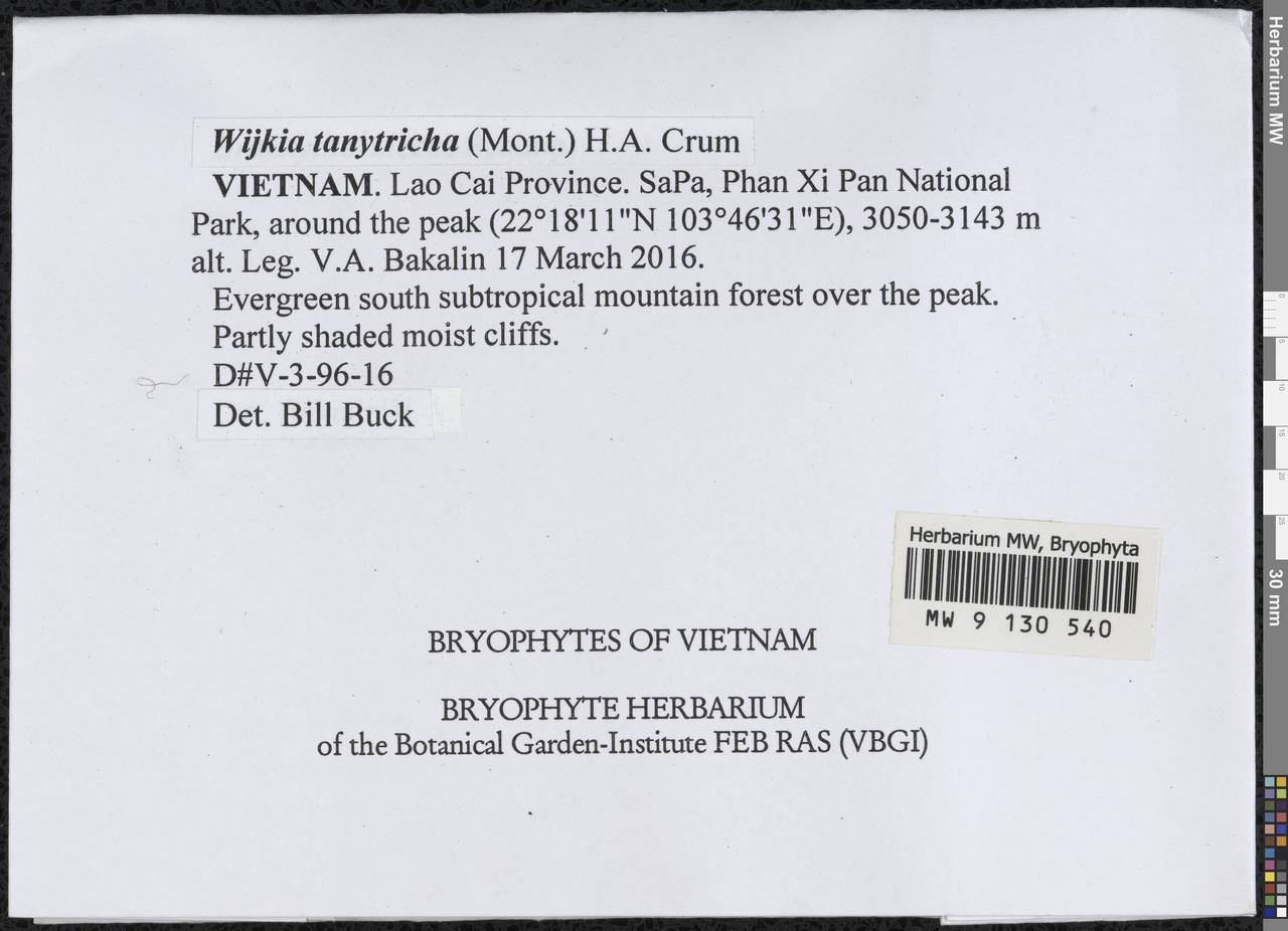 Wijkia tanytricha (Mont.) H.A. Crum, Гербарий мохообразных, Мхи - Азия (вне границ бывшего СССР) (BAs) (Вьетнам)