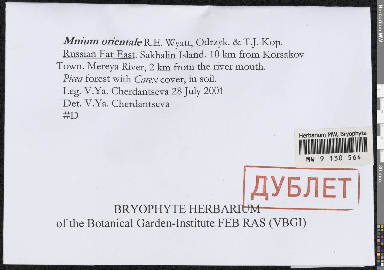 Mnium orientale R.E. Wyatt, Odrzyk. & T.J. Kop., Гербарий мохообразных, Мхи - Дальний Восток (без Чукотки и Камчатки) (B20) (Россия)