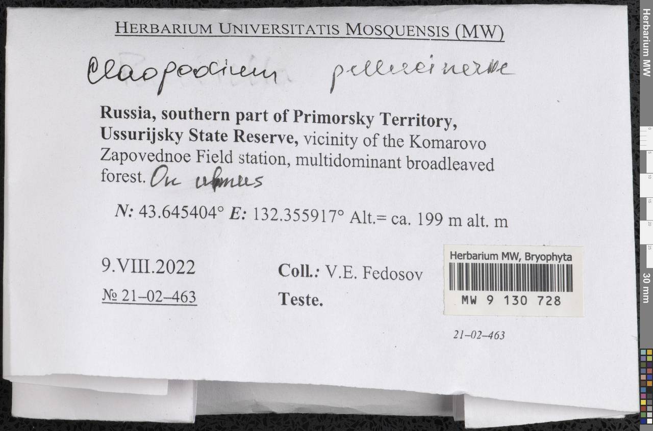 Claopodium pellucinerve (Mitt.) Best, Гербарий мохообразных, Мхи - Дальний Восток (без Чукотки и Камчатки) (B20) (Россия)