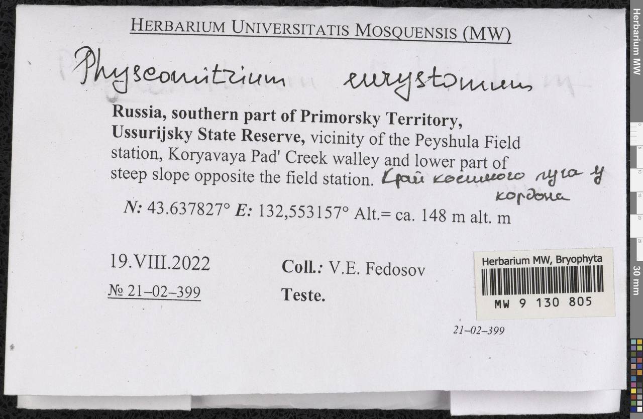 Physcomitrium eurystomum Sendtn., Гербарий мохообразных, Мхи - Дальний Восток (без Чукотки и Камчатки) (B20) (Россия)
