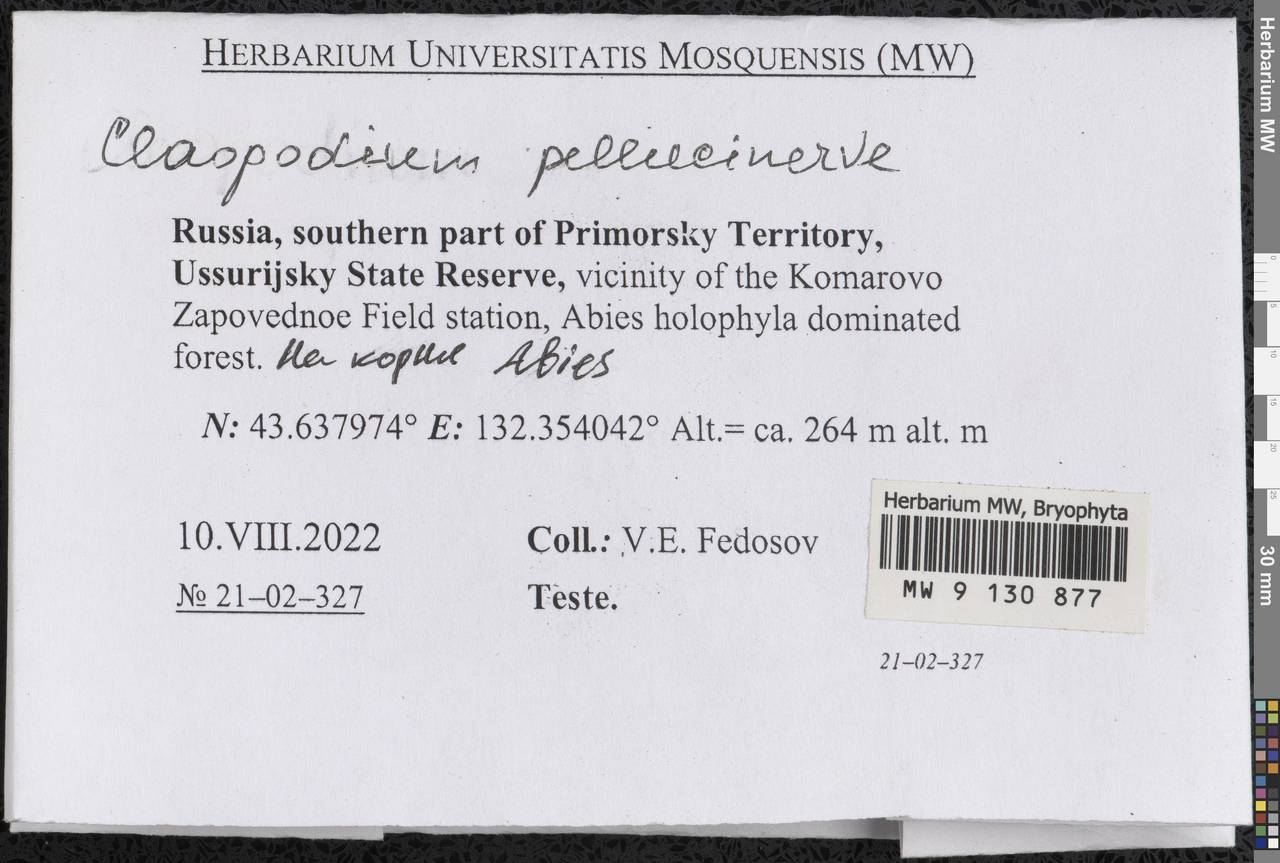 Claopodium pellucinerve (Mitt.) Best, Гербарий мохообразных, Мхи - Дальний Восток (без Чукотки и Камчатки) (B20) (Россия)