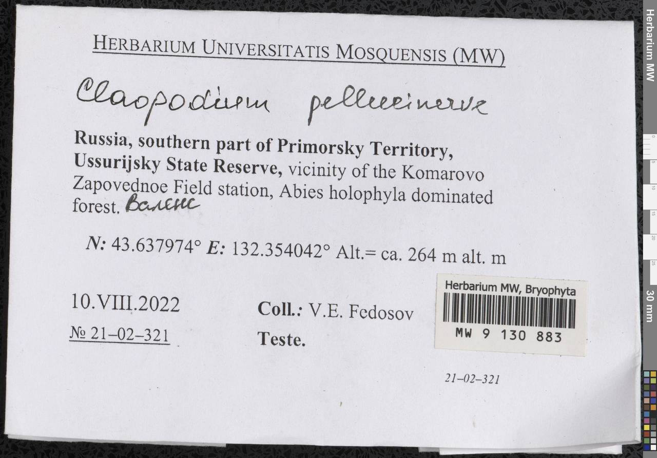 Claopodium pellucinerve (Mitt.) Best, Гербарий мохообразных, Мхи - Дальний Восток (без Чукотки и Камчатки) (B20) (Россия)