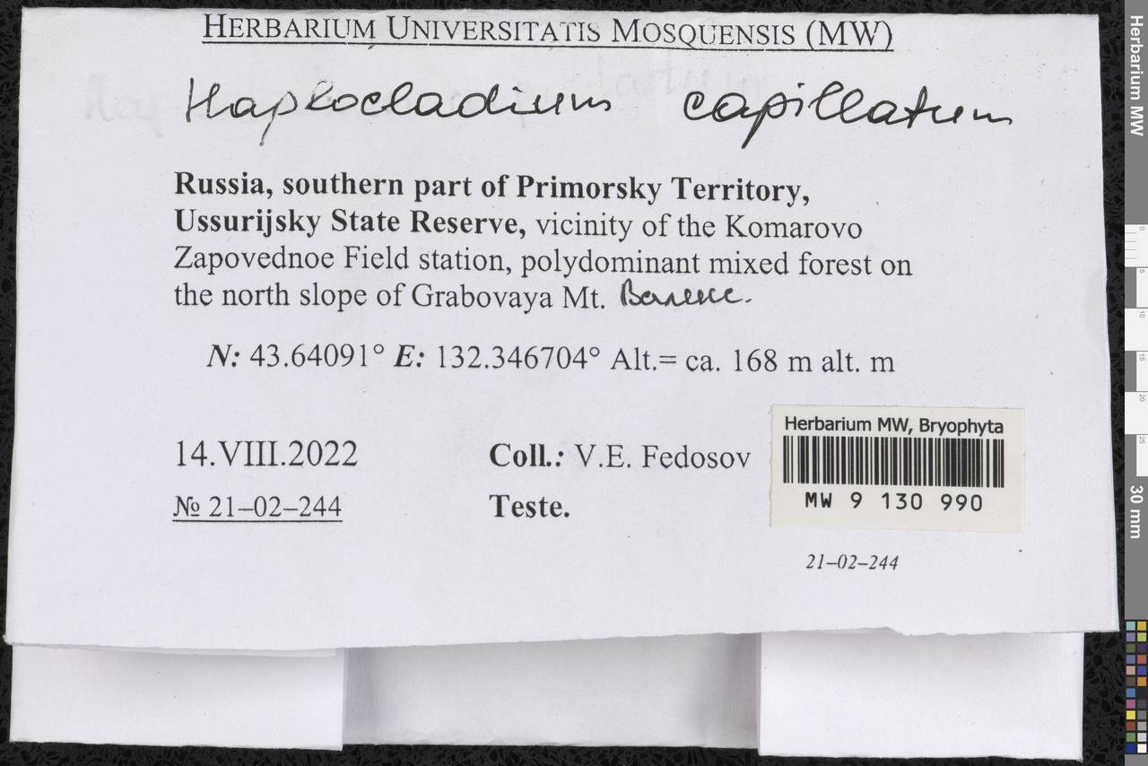 Haplocladium microphyllum (Sw. ex Hedw.) Broth., Гербарий мохообразных, Мхи - Дальний Восток (без Чукотки и Камчатки) (B20) (Россия)