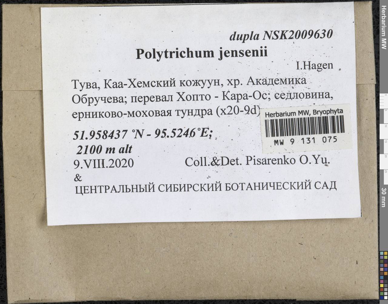 Polytrichum jensenii I. Hagen, Гербарий мохообразных, Мхи - Красноярский край, Тыва и Хакасия (B17) (Россия)