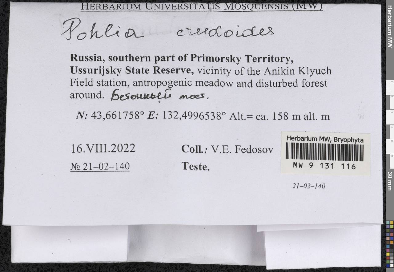 Pohlia crudoides (Sull. & Lesq.) Broth., Гербарий мохообразных, Мхи - Дальний Восток (без Чукотки и Камчатки) (B20) (Россия)