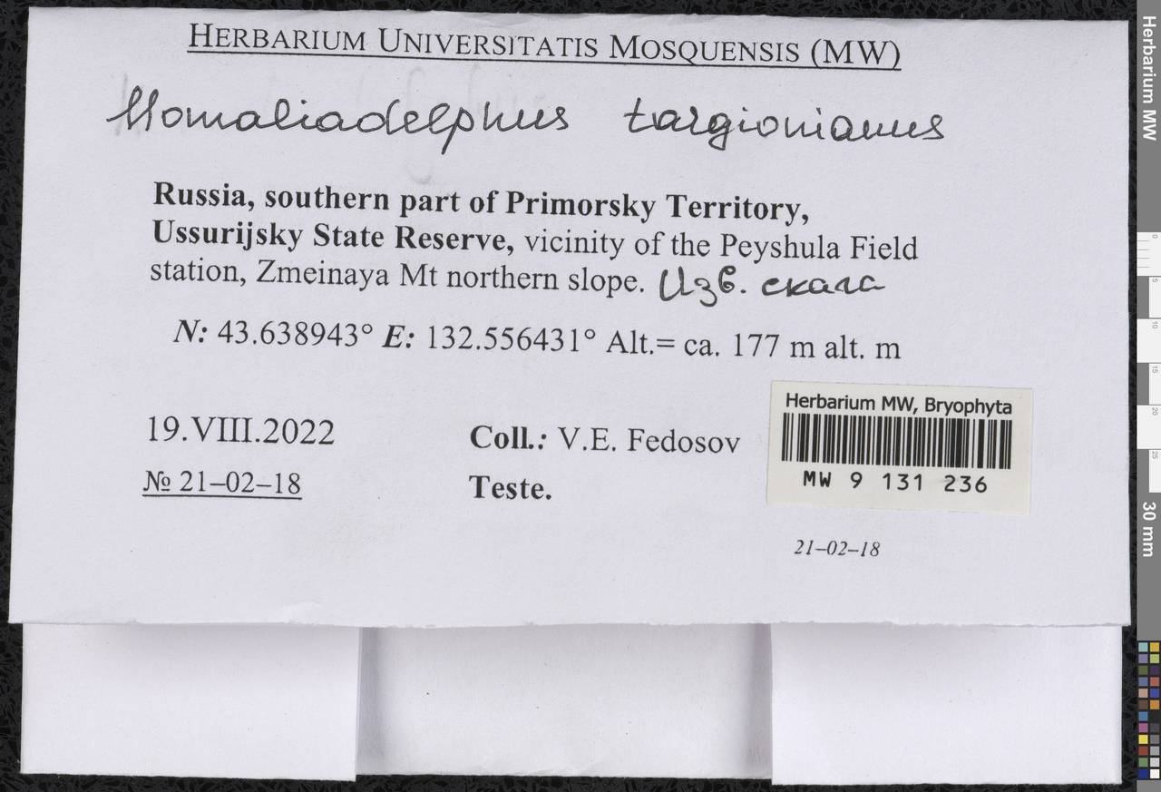 Homaliadelphus targionianus (Mitt.) Dixon & P. de la Varde, Гербарий мохообразных, Мхи - Дальний Восток (без Чукотки и Камчатки) (B20) (Россия)