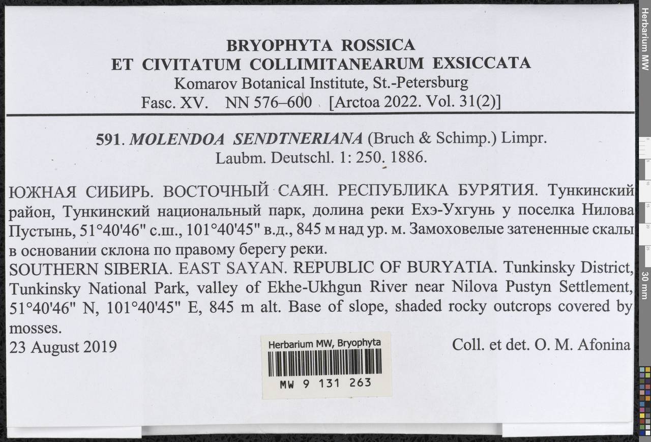 Molendoa sendtneriana (Bruch & Schimp.) Limpr., Гербарий мохообразных, Мхи - Прибайкалье и Забайкалье (B18) (Россия)