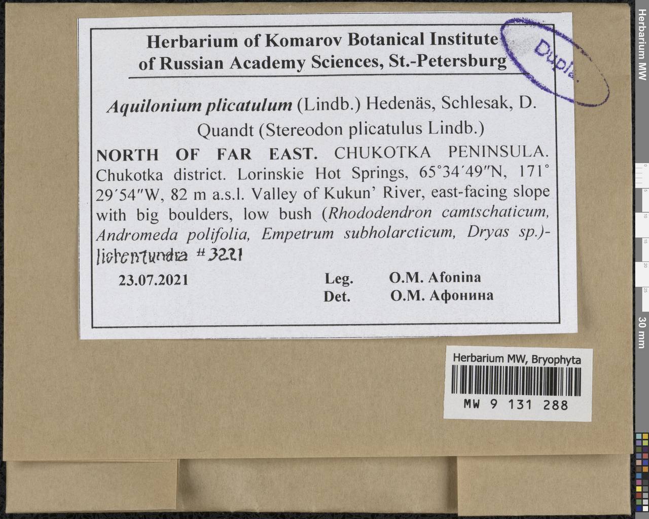 Aquilonium plicatulum (Lindb.) Hedenäs, Schlesak & D. Quandt, Гербарий мохообразных, Мхи - Чукотка и Камчатка (B21) (Россия)