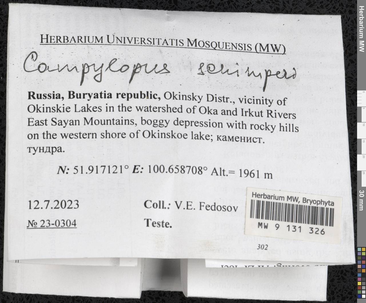 Campylopus schimperi Milde, Гербарий мохообразных, Мхи - Прибайкалье и Забайкалье (B18) (Россия)