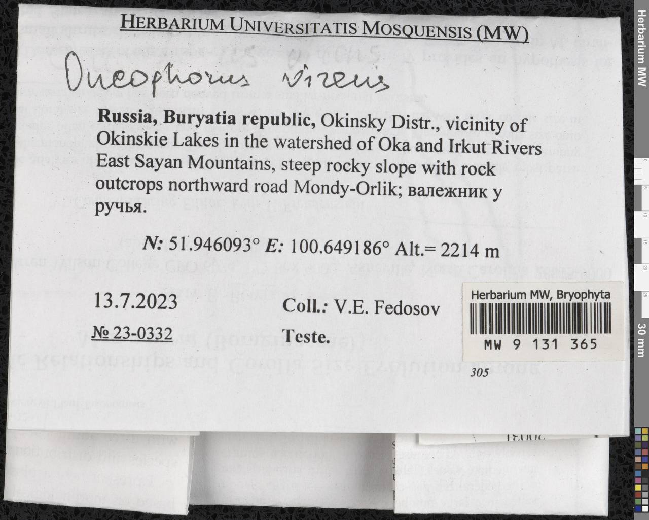 Oncophorus virens (Hedw.) Brid., Гербарий мохообразных, Мхи - Прибайкалье и Забайкалье (B18) (Россия)