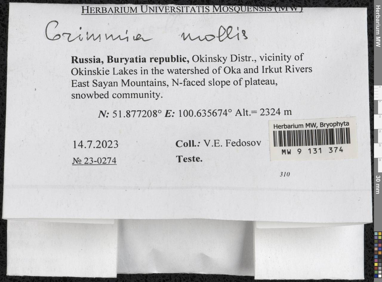 Grimmia mollis Bruch & Schimp., Гербарий мохообразных, Мхи - Прибайкалье и Забайкалье (B18) (Россия)