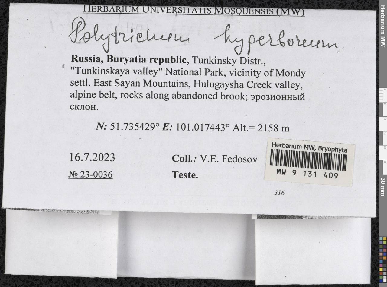 Polytrichum hyperboreum R. Br., Гербарий мохообразных, Мхи - Прибайкалье и Забайкалье (B18) (Россия)