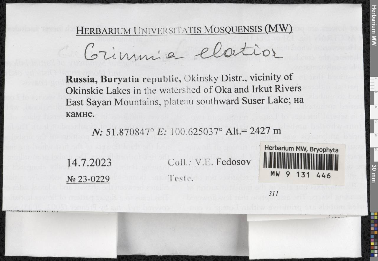 Grimmia elatior Bruch ex Bals.-Criv. & De Not., Гербарий мохообразных, Мхи - Прибайкалье и Забайкалье (B18) (Россия)