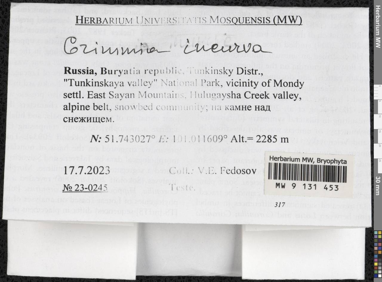 Grimmia incurva Schwägr., Гербарий мохообразных, Мхи - Прибайкалье и Забайкалье (B18) (Россия)