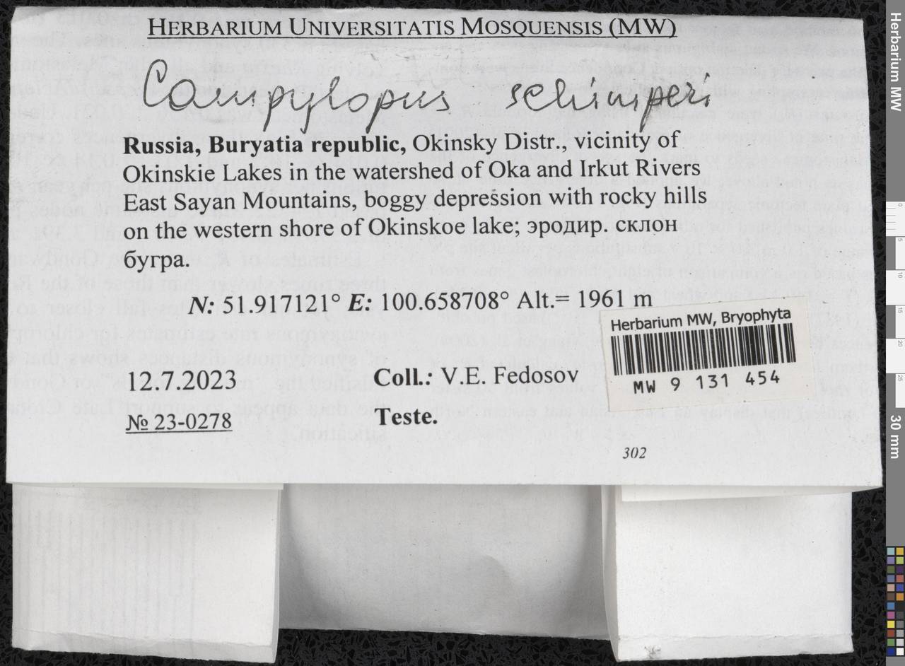 Campylopus schimperi Milde, Гербарий мохообразных, Мхи - Прибайкалье и Забайкалье (B18) (Россия)