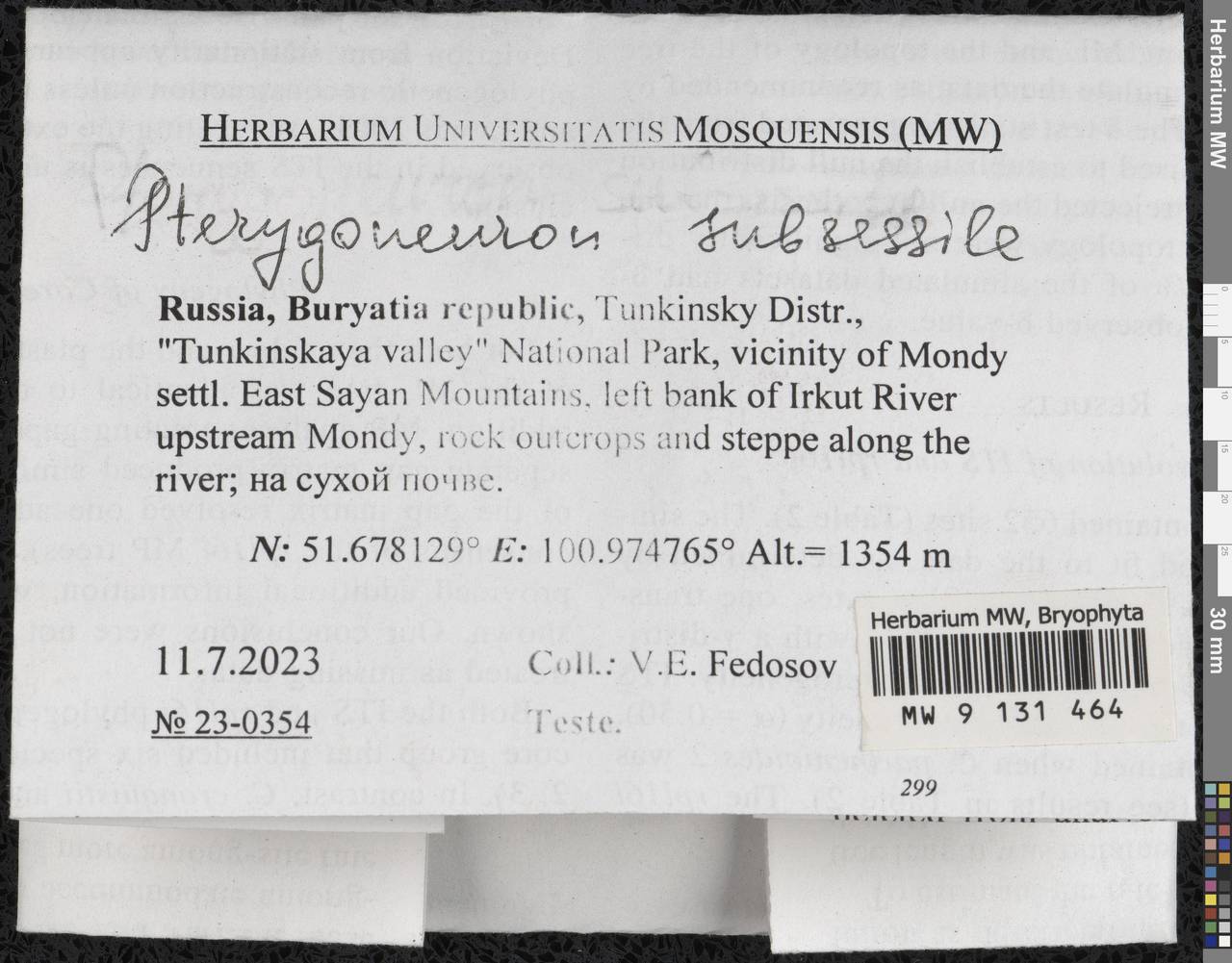 Pterygoneurum subsessile (Brid.) Jur., Гербарий мохообразных, Мхи - Прибайкалье и Забайкалье (B18) (Россия)