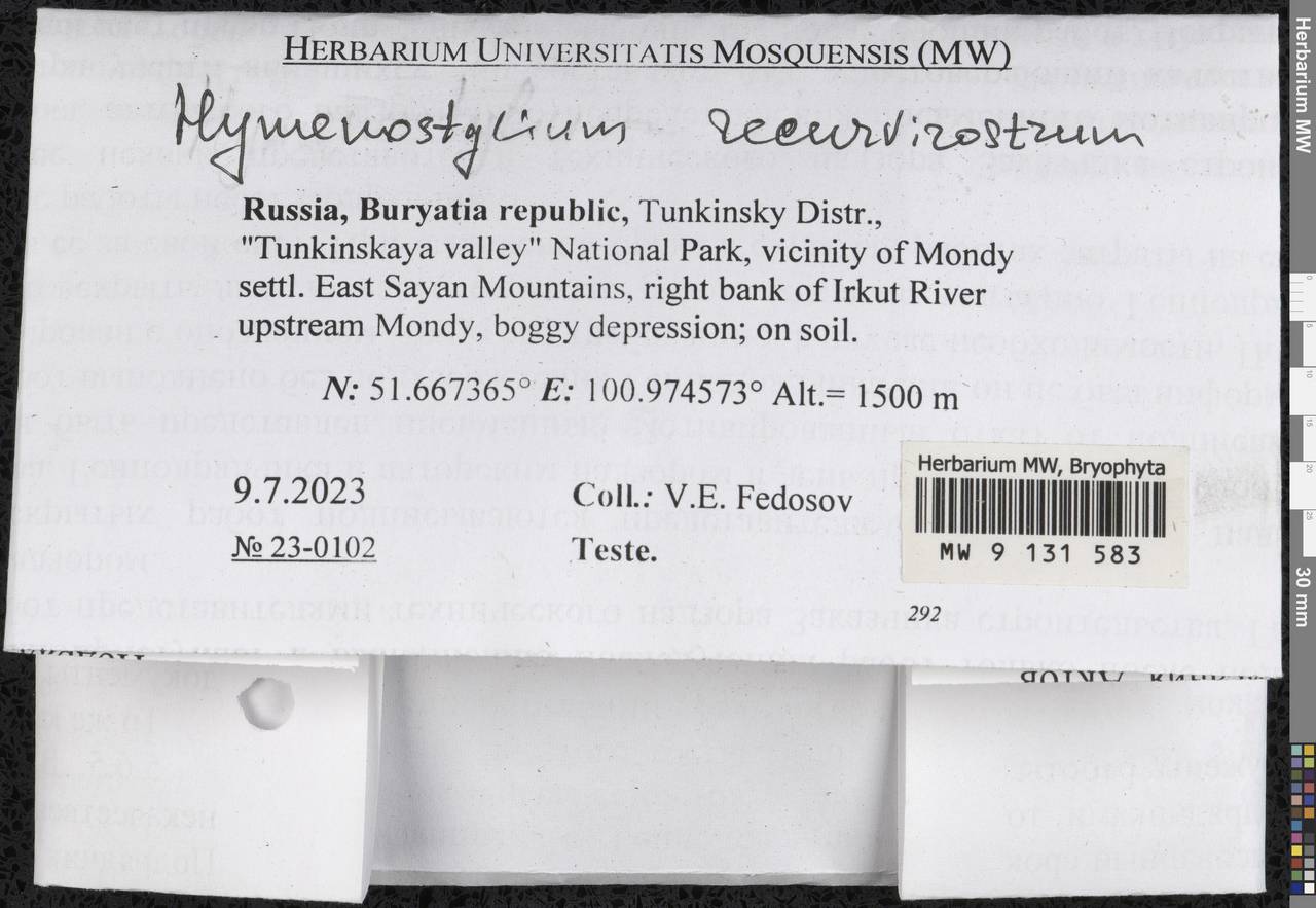 Hymenostylium recurvirostrum (Hedw.) Dixon, Гербарий мохообразных, Мхи - Прибайкалье и Забайкалье (B18) (Россия)