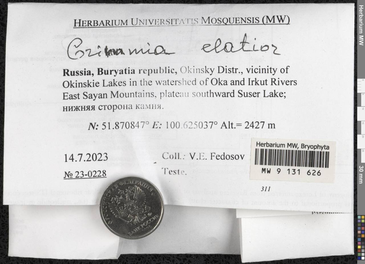 Grimmia elatior Bruch ex Bals.-Criv. & De Not., Гербарий мохообразных, Мхи - Прибайкалье и Забайкалье (B18) (Россия)