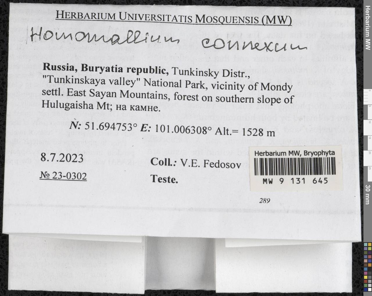 Homomallium connexum (Cardot) Broth., Гербарий мохообразных, Мхи - Прибайкалье и Забайкалье (B18) (Россия)