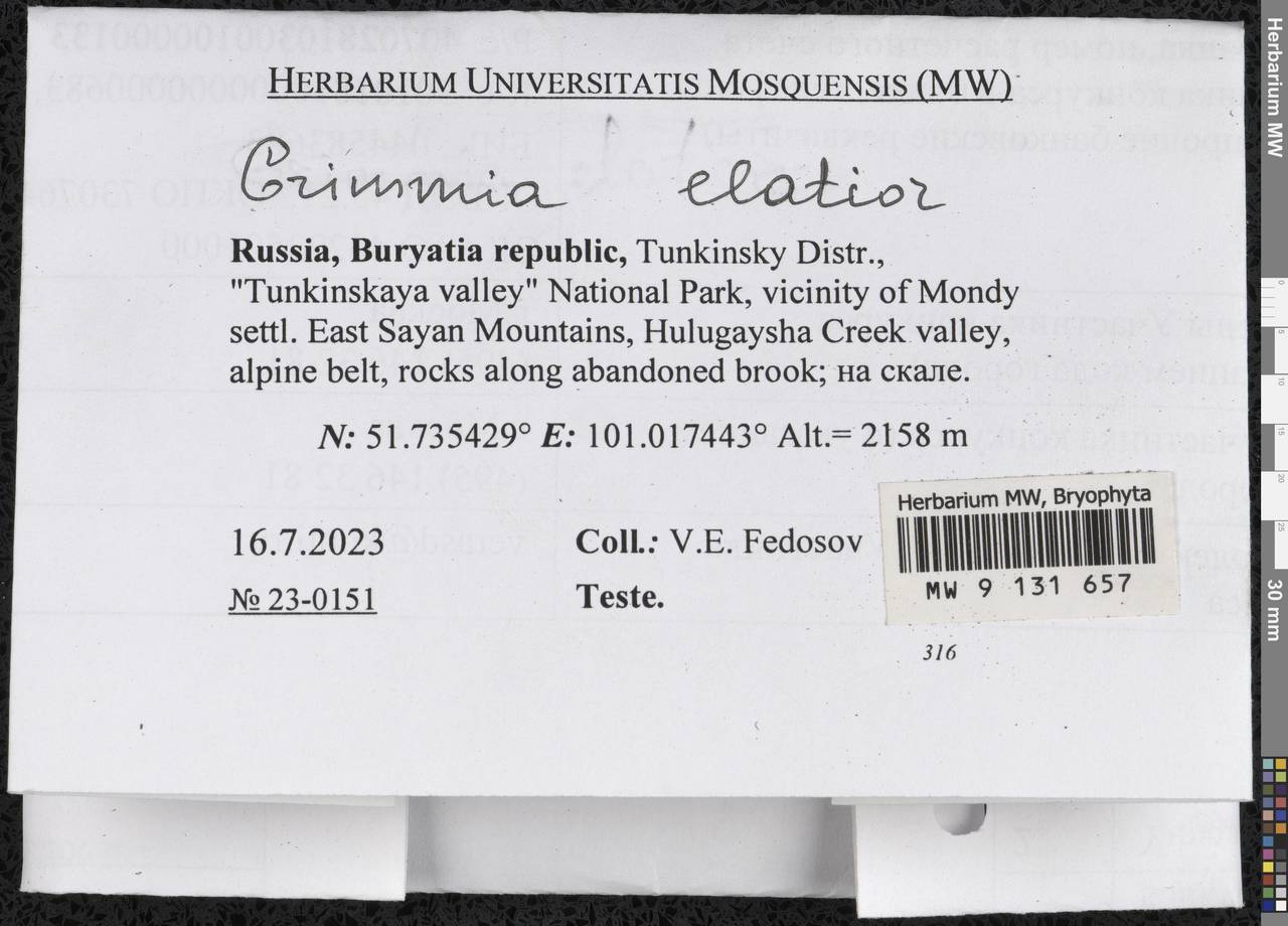 Grimmia elatior Bruch ex Bals.-Criv. & De Not., Гербарий мохообразных, Мхи - Прибайкалье и Забайкалье (B18) (Россия)