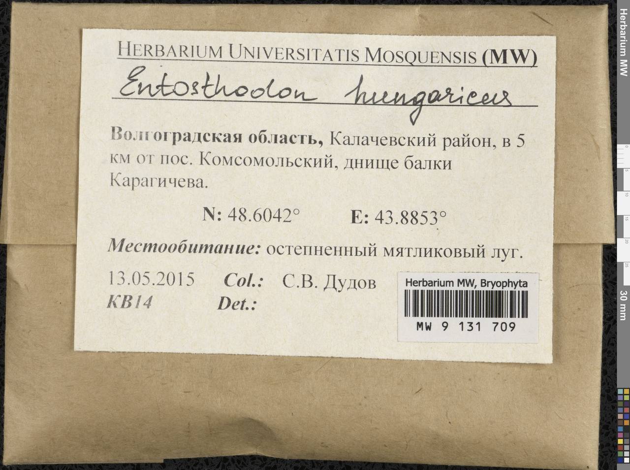 Entosthodon hungaricus (Boros) Loeske, Гербарий мохообразных, Мхи - Нижний Дон и Нижняя Волга (B11) (Россия)