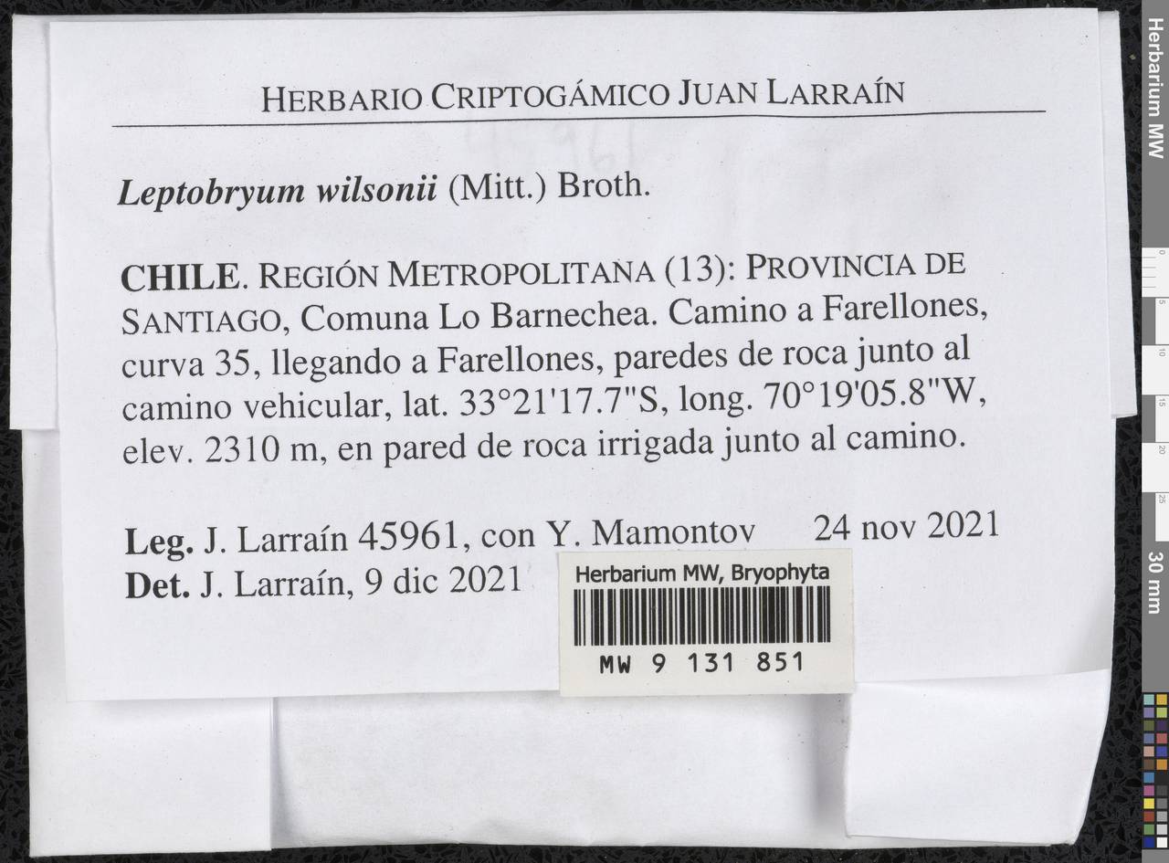 Pohlia wilsonii (Mitt.) Ochyra, Гербарий мохообразных, Мхи - Америка (BAm) (Чили)