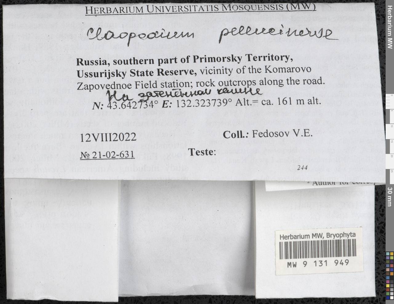 Claopodium pellucinerve (Mitt.) Best, Гербарий мохообразных, Мхи - Дальний Восток (без Чукотки и Камчатки) (B20) (Россия)