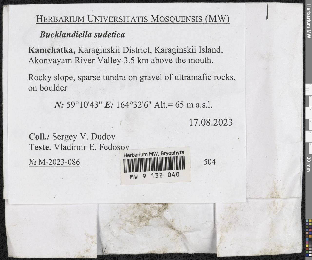 Bucklandiella sudetica (Funck) Bedn.-Ochyra & Ochyra, Гербарий мохообразных, Мхи - Чукотка и Камчатка (B21) (Россия)