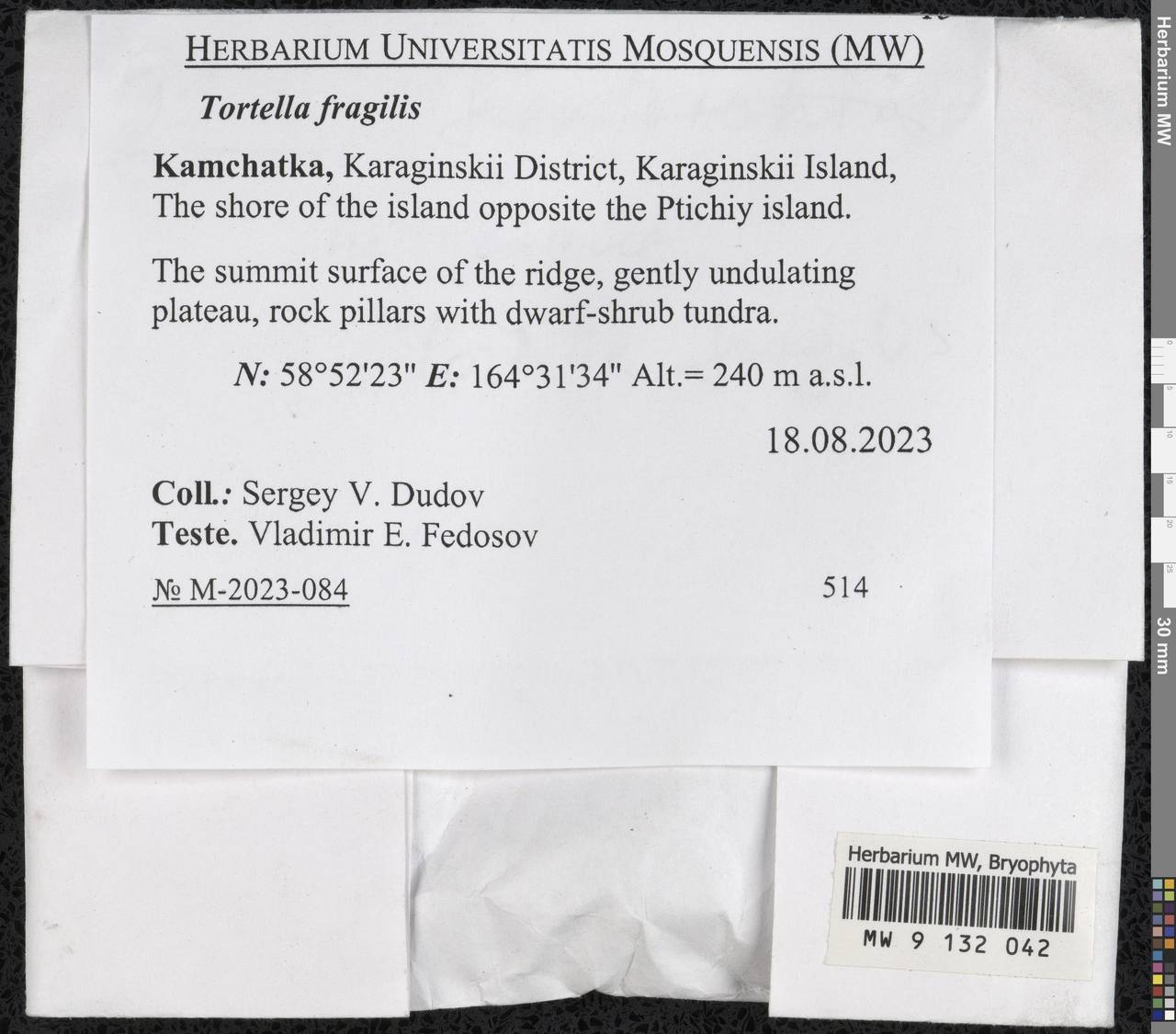 Tortella fragilis (Drumm.) Limpr., Гербарий мохообразных, Мхи - Чукотка и Камчатка (B21) (Россия)