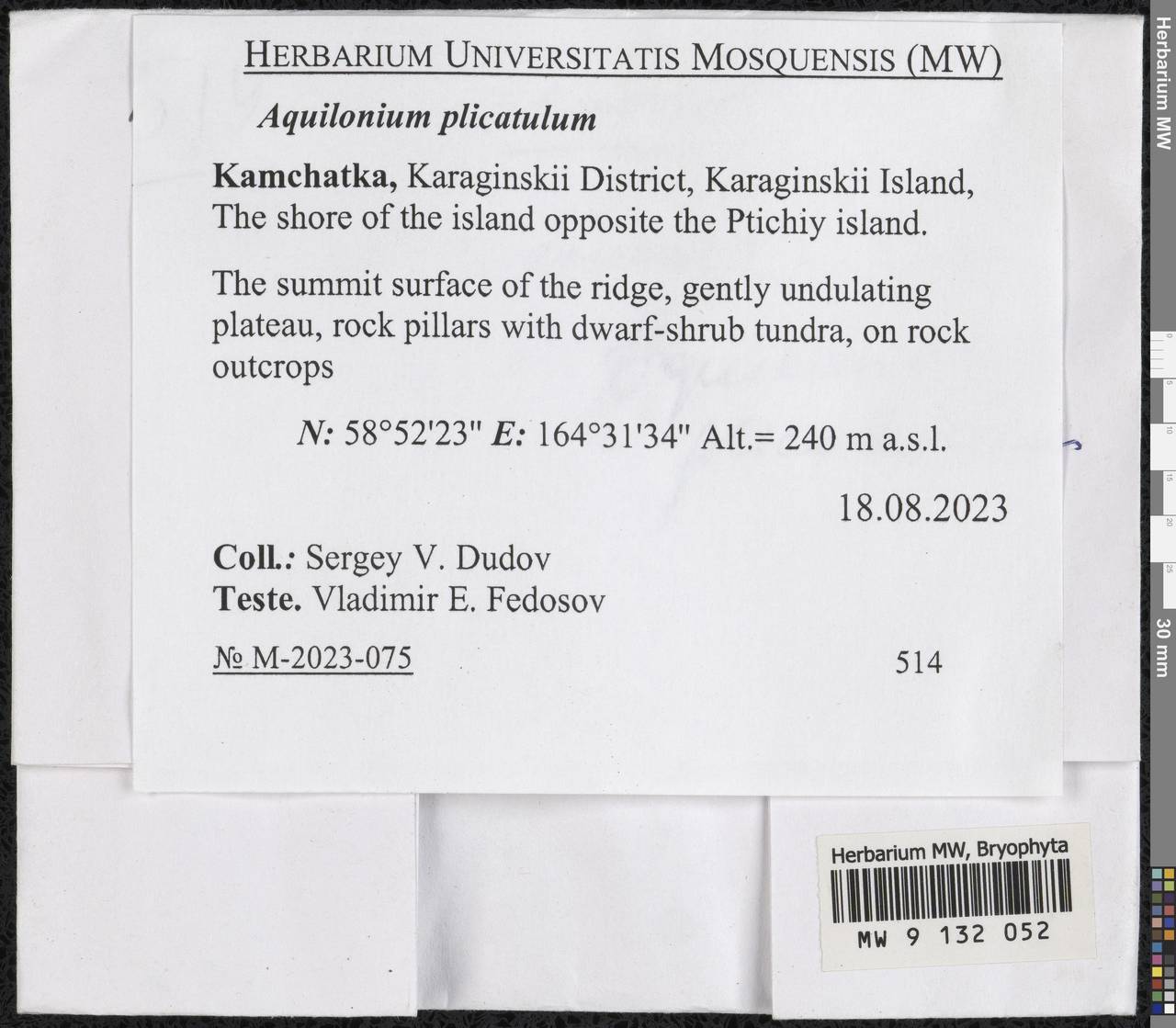 Aquilonium plicatulum (Lindb.) Hedenäs, Schlesak & D. Quandt, Гербарий мохообразных, Мхи - Чукотка и Камчатка (B21) (Россия)