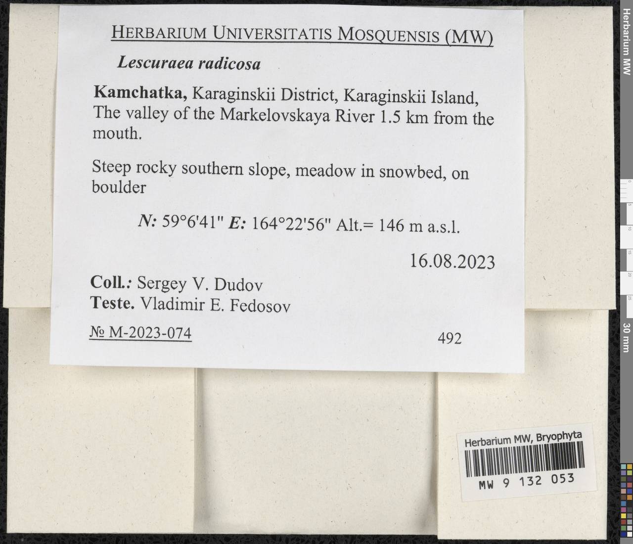 Lescuraea radicosa (Mitt.) Mönk., Гербарий мохообразных, Мхи - Чукотка и Камчатка (B21) (Россия)