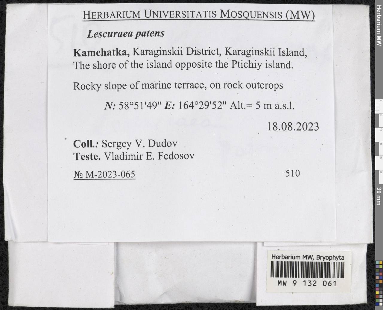 Lescuraea patens (Lindb.) Arnell & C.E.O. Jensen, Гербарий мохообразных, Мхи - Чукотка и Камчатка (B21) (Россия)