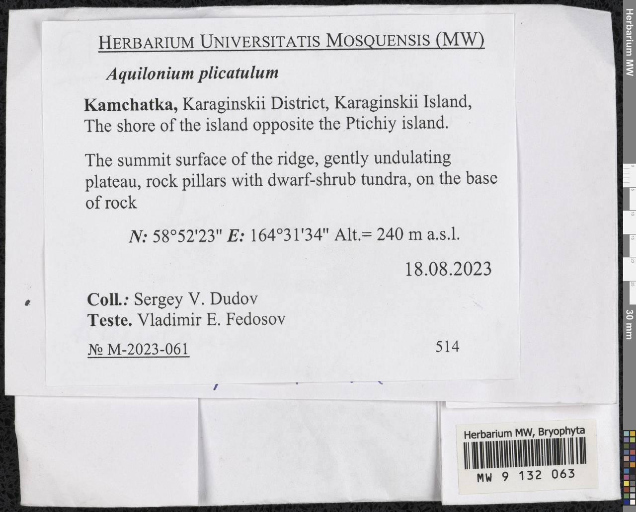 Aquilonium plicatulum (Lindb.) Hedenäs, Schlesak & D. Quandt, Гербарий мохообразных, Мхи - Чукотка и Камчатка (B21) (Россия)