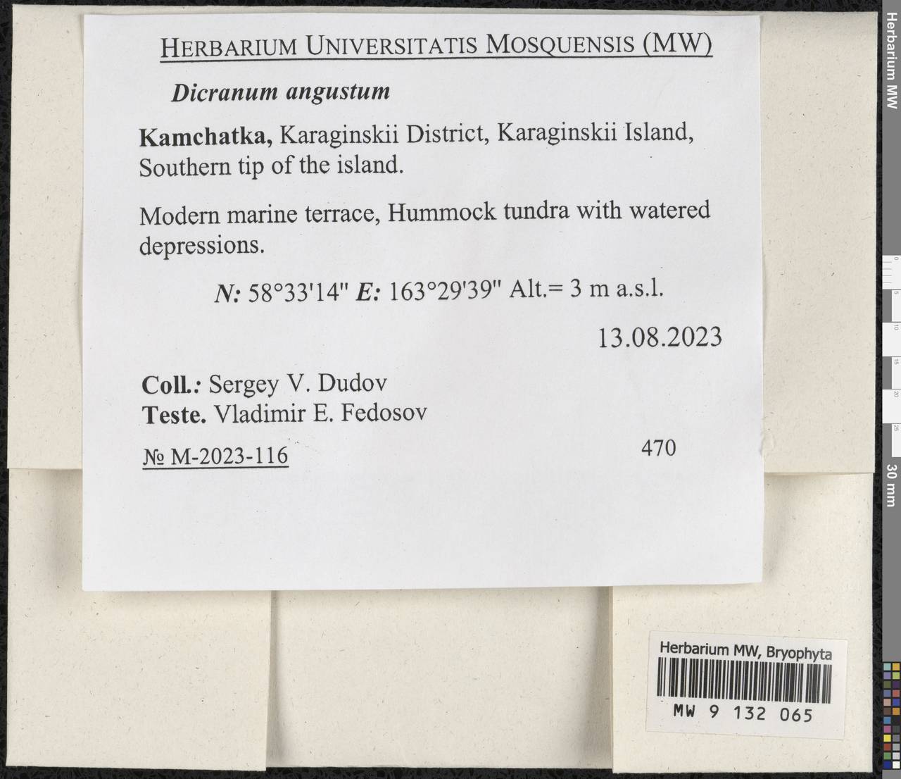 Dicranum spadiceum J.E. Zetterst., Гербарий мохообразных, Мхи - Чукотка и Камчатка (B21) (Россия)