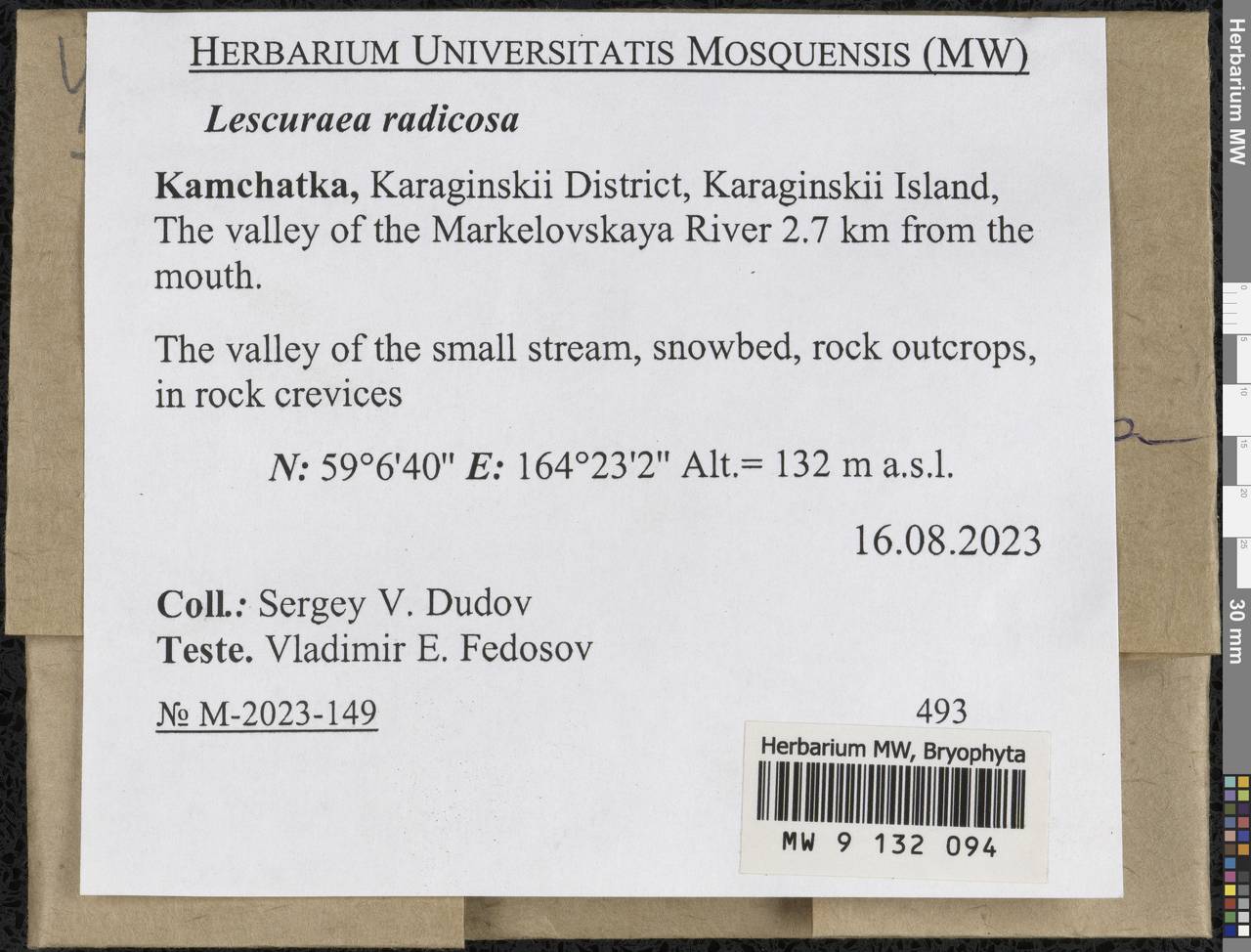 Lescuraea radicosa (Mitt.) Mönk., Гербарий мохообразных, Мхи - Чукотка и Камчатка (B21) (Россия)