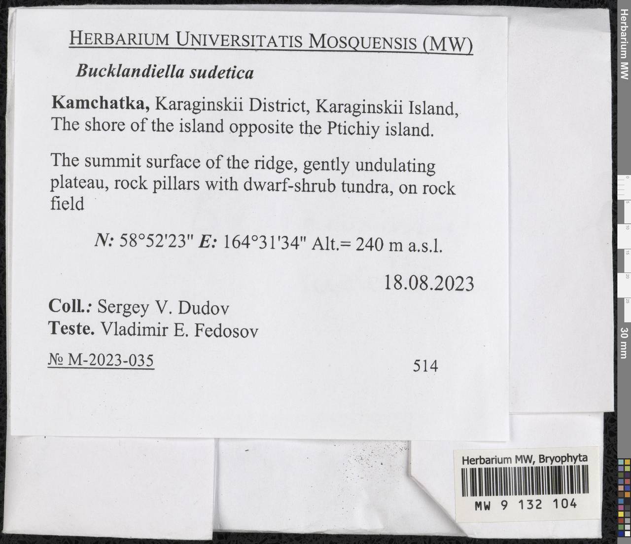 Bucklandiella sudetica (Funck) Bedn.-Ochyra & Ochyra, Гербарий мохообразных, Мхи - Чукотка и Камчатка (B21) (Россия)